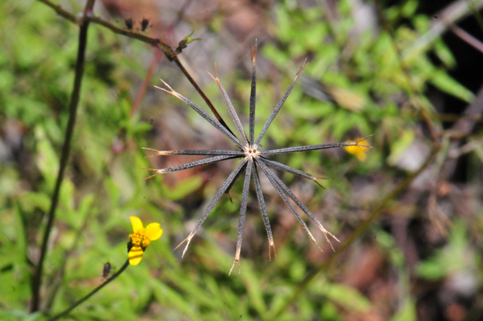 Bigelow's Beggarticks; fruits have a reddish-brown linear or fusiform achene armed with 2 barbed awns on the tips; barbs readily stick to humans and animals as well and thus disperse seeds and future plants. Bidens bigelovii 